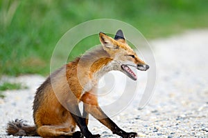 Red Fox