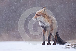 Red fox