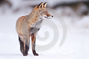 Red fox