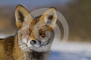 Red fox