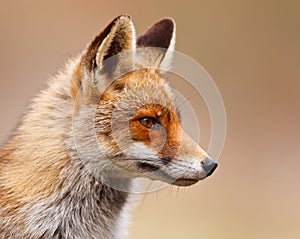 Red fox