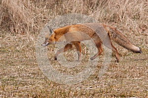 Red fox