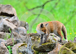 Red Fox