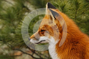 Red Fox