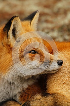 Red Fox Portrait Close Up photo