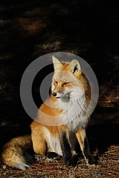 Red Fox