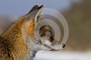 Red fox