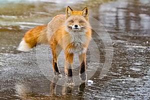 Red Fox