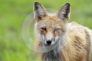 Red Fox