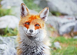 Red fox