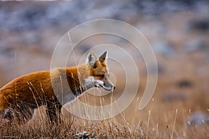 Red fox