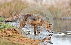 Red Fox