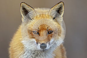 Red Fox