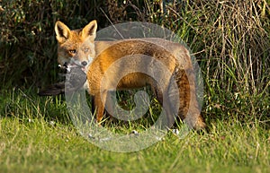 Red fox