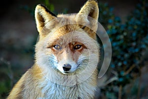 Red fox