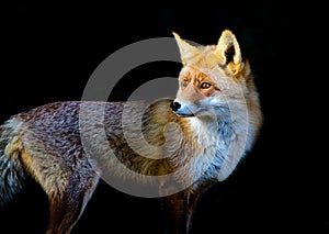 Red fox