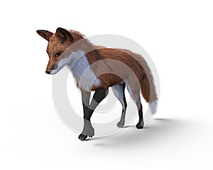 The Red Fox, 3D Illustration