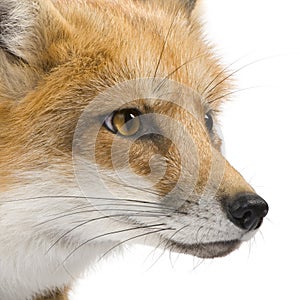 Red fox (4 years)- Vulpes vulpes