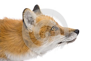 Red fox (4 years)- Vulpes vulpes