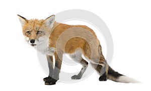 Red fox (4 years)- Vulpes vulpes