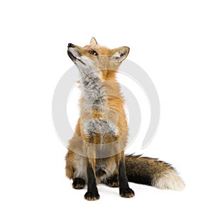 Red fox (4 years)- Vulpes vulpes