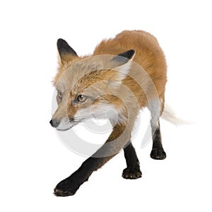 Red fox (4 years)- Vulpes vulpes