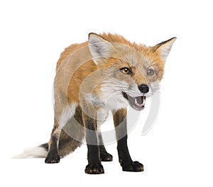 Red fox (4 years)- Vulpes vulpes