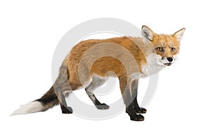 Red fox (4 years)- Vulpes vulpes