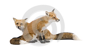 Red fox (4 years)- Vulpes vulpes