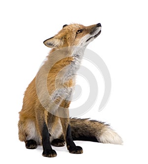 Red fox (4 years)- Vulpes vulpes