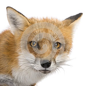 Red fox (4 years)- Vulpes vulpes