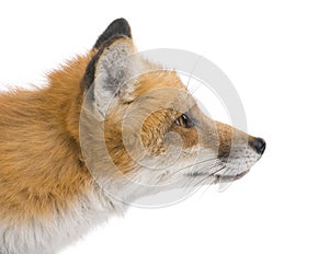 Red fox (4 years)- Vulpes vulpes