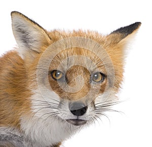 Red fox (4 years)- Vulpes vulpes