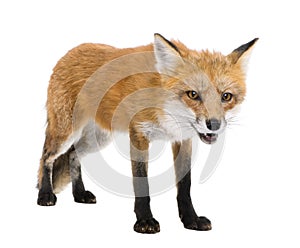 Red fox (4 years)- Vulpes vulpes