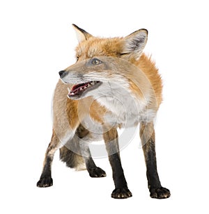 Red fox (4 years)- Vulpes vulpes photo