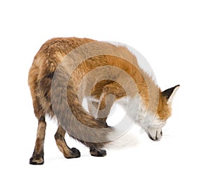 Red fox (4 years)- Vulpes vulpes