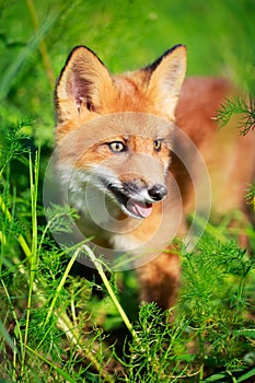 Red fox