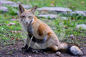 Red fox