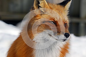 Red Fox