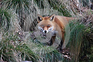 Red fox photo