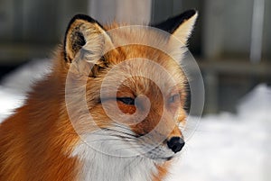 Red Fox