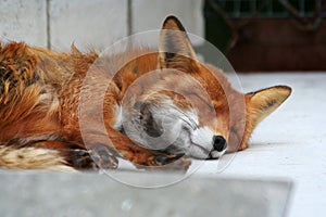 Red fox