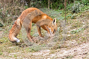 Red Fox.