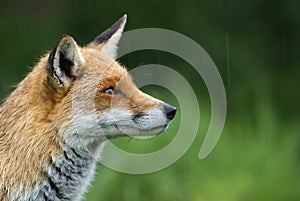 Red fox