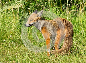 Red Fox