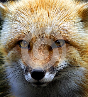 Red Fox