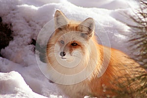 Red Fox 7