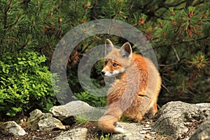 Red fox