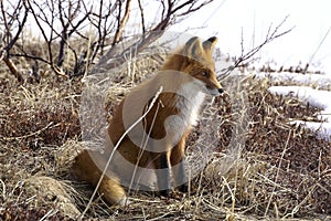 Red fox