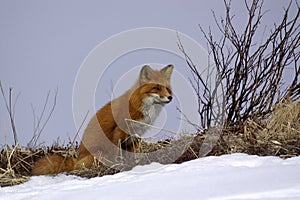 Red fox